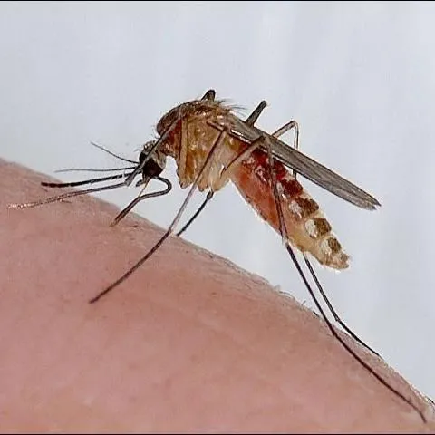 thumbnail for publication: Mosquito Repellents